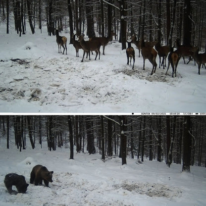 camera-de-surveillance-pour-chasseur